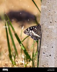 Attēlu rezultāti vaicājumam “Hipparchia alcyone underside”