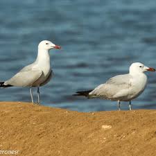 Image result for Larus audouinii
