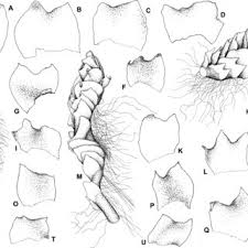 Attēlu rezultāti vaicājumam “Lophozia capitata”