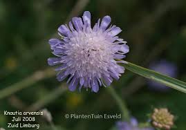 Attēlu rezultāti vaicājumam “Knautia arvensis leaf”