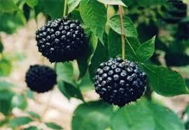 Attēlu rezultāti vaicājumam “Eleutherococcus sessiliflorus”