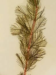 Attēlu rezultāti vaicājumam “Myriophyllum spicatum”