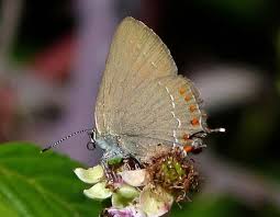 Attēlu rezultāti vaicājumam “Lycogala convexum sessile”