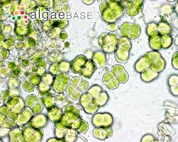 Attēlu rezultāti vaicājumam “Pleurococcus vulgaris”