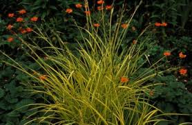 Attēlu rezultāti vaicājumam “Carex elata flower”