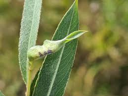 Attēlu rezultāti vaicājumam “Rabdophaga heterobia”