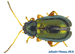 Attēlu rezultāti vaicājumam “Chrysomelidae”