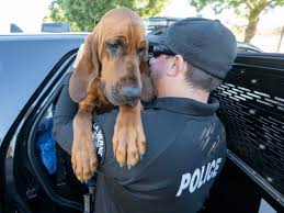 Image result for Carlisle BloodHounds