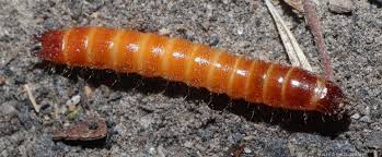 Attēlu rezultāti vaicājumam “Elateridae larva”