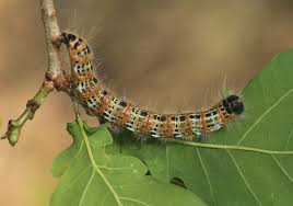 Attēlu rezultāti vaicājumam “Phalera bucephala imago”