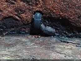 Attēlu rezultāti vaicājumam “Bolitophagus reticulatus imago”