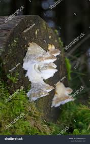 Attēlu rezultāti vaicājumam “Postia caesia”