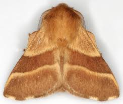 Attēlu rezultāti vaicājumam “Malacosoma castrensis male”