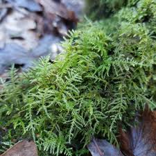 Attēlu rezultāti vaicājumam “Eurhynchium praelongum”