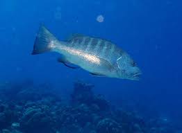 Image result for Lutjanus cyanopterus