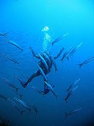 Image result for Dive Barracuda