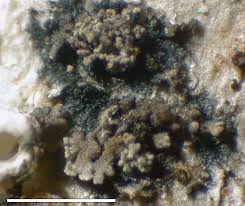 Attēlu rezultāti vaicājumam “Parmeliella triptophylla”
