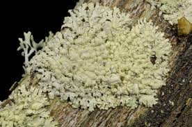 Attēlu rezultāti vaicājumam “Parmeliopsis ambigua”