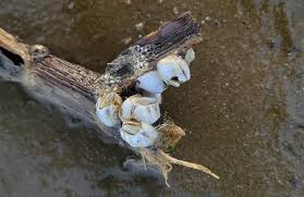 Attēlu rezultāti vaicājumam “Balanus improvisus”