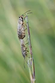 Attēlu rezultāti vaicājumam “Nithecus jacobaeae”