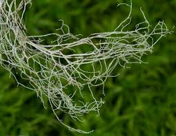 Attēlu rezultāti vaicājumam “Ramalina thrausta”