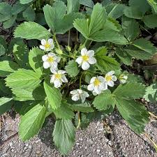 Attēlu rezultāti vaicājumam “Fragaria viridis flower”