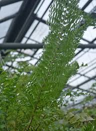 Image result for НЕФРОЛЕПИС (Nephrolepis