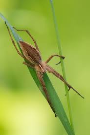 Attēlu rezultāti vaicājumam “Miturgidae”