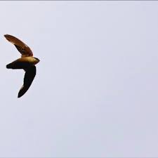 Image result for Chaetura pelagica