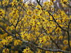 <b>Hamamelis</b> mollis