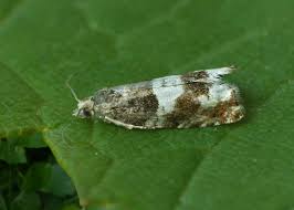 Attēlu rezultāti vaicājumam “Epinotia trigonella”