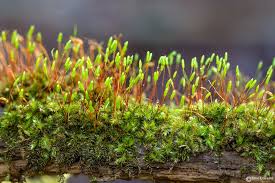 Attēlu rezultāti vaicājumam “Herzogiella seligeri”