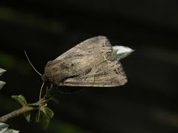 Attēlu rezultāti vaicājumam “Lacanobia suasa”