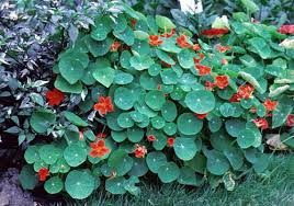 Attēlu rezultāti vaicājumam “Tropaeolum majus leaf”