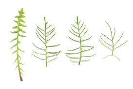 Attēlu rezultāti vaicājumam “Sisymbrium altissimum leaf”