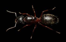 Attēlu rezultāti vaicājumam “Camponotus herculeanus”