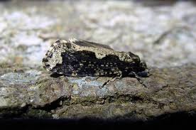 Attēlu rezultāti vaicājumam “Scardia boletella”