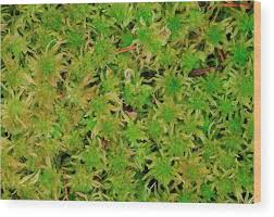 Attēlu rezultāti vaicājumam “Sphagnum fallax”