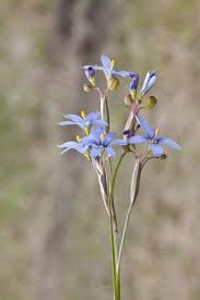 Attēlu rezultāti vaicājumam “Sisyrinchium montanum fruit”