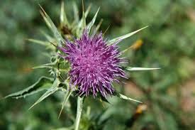 Image result for Silybum marianum