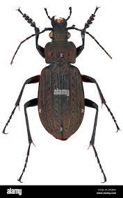 Attēlu rezultāti vaicājumam “Carabus granulatus”
