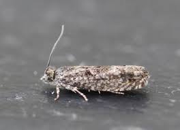 Attēlu rezultāti vaicājumam “Epinotia immundana”