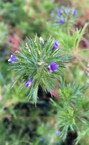 Attēlu rezultāti vaicājumam “Weissia squarrosa”