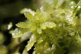 Attēlu rezultāti vaicājumam “Sphagnum subsecundum”