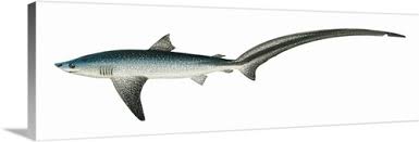 Image result for Alopias vulpinus