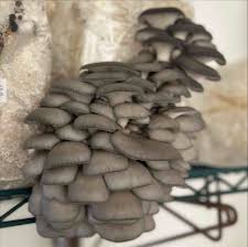 Attēlu rezultāti vaicājumam “Pleurotus ostreatus”