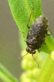 Attēlu rezultāti vaicājumam “Saldula saltatoria”