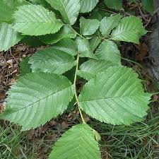 Attēlu rezultāti vaicājumam “Ulmus glabra”
