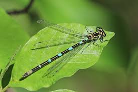 Attēlu rezultāti vaicājumam “Coenagrion pulchellum female”
