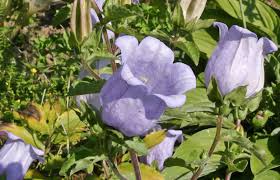 Image result for Marienglockenblumen